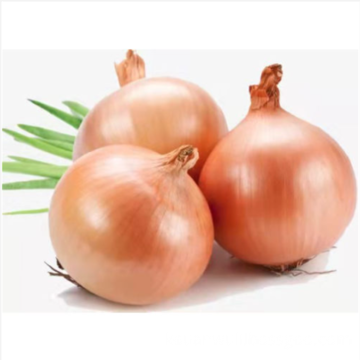 Cheap Price Fresh Yellow Onion